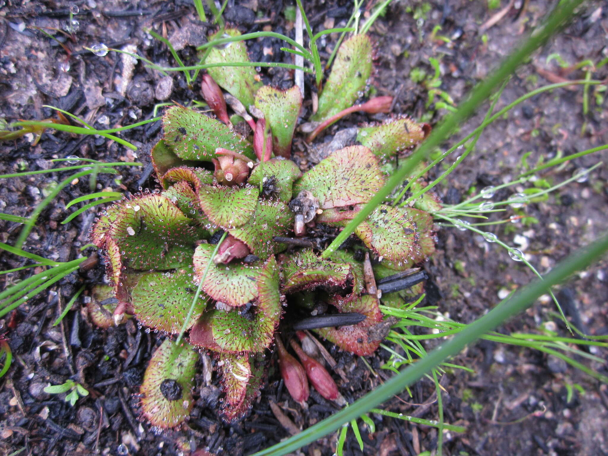 Image of Drosera rosulata Lehm.