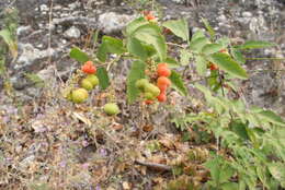 Image of Paullinia tomentosa Jacq.