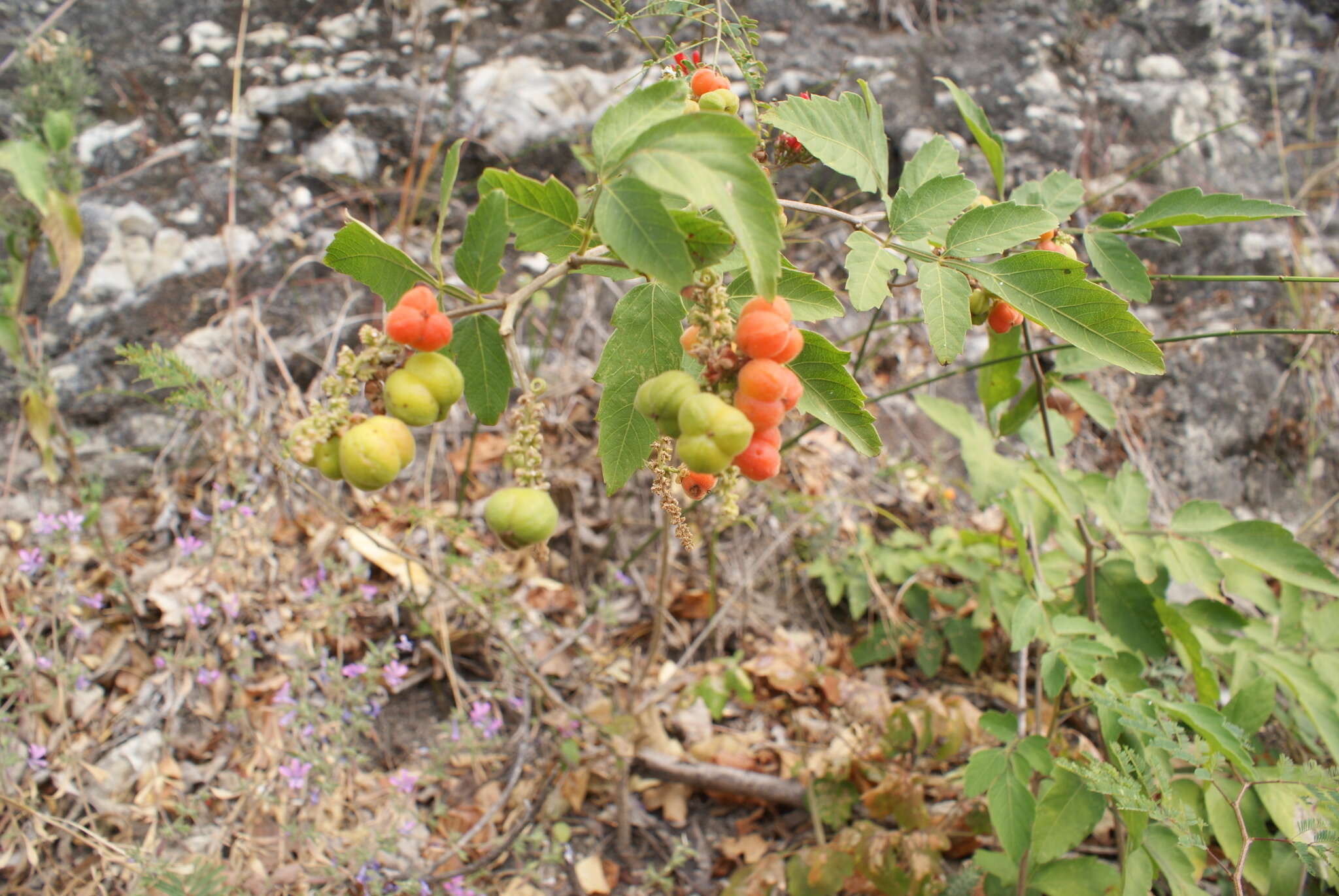 Image of Paullinia tomentosa Jacq.