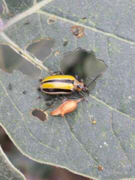 Image of Three-lined Potato Beetle