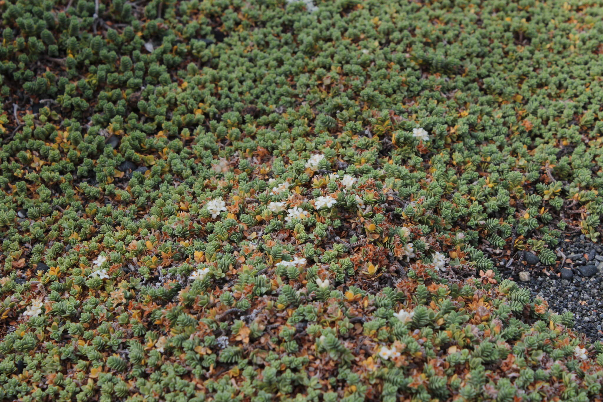 Image of Pimelea prostrata subsp. prostrata