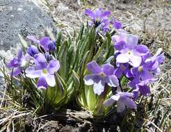 Image of Primula megalocarpa H. Hara