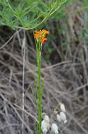 Image of Erysimum croceum Popov