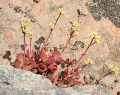 Image of Crassula atropurpurea var. muirii (Schönl.) G. D. Rowley