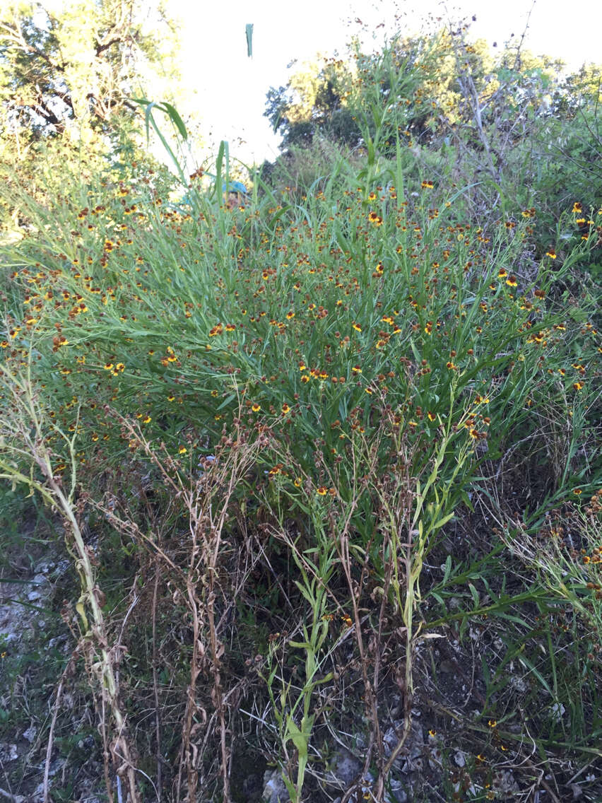 Image of pretty sneezeweed