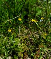 صورة Hypericum gymnanthum Engelm. & A. Gray