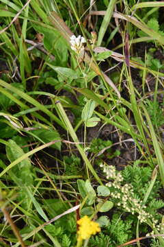 Sivun Lespedeza tomentosa (Thunb.) Maxim. kuva