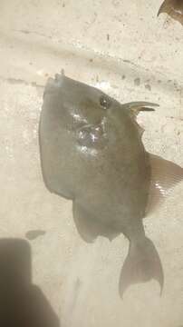 Image of Finescale Triggerfish