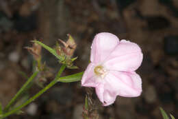 Convolvulus cantabrica L.的圖片