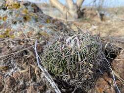 Image of Echinofossulocactus zacatecasensis Britton & Rose