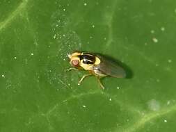 Image of Thaumatomyia notata (Meigen 1830)