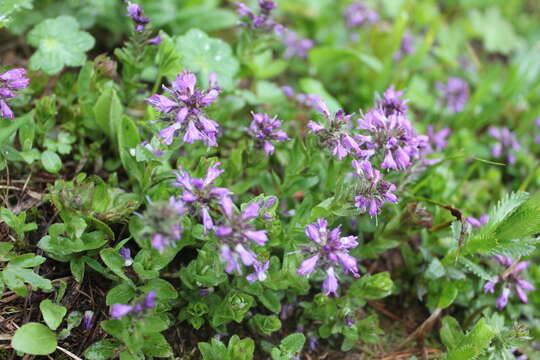 Image of Veronica densiflora Ledeb.