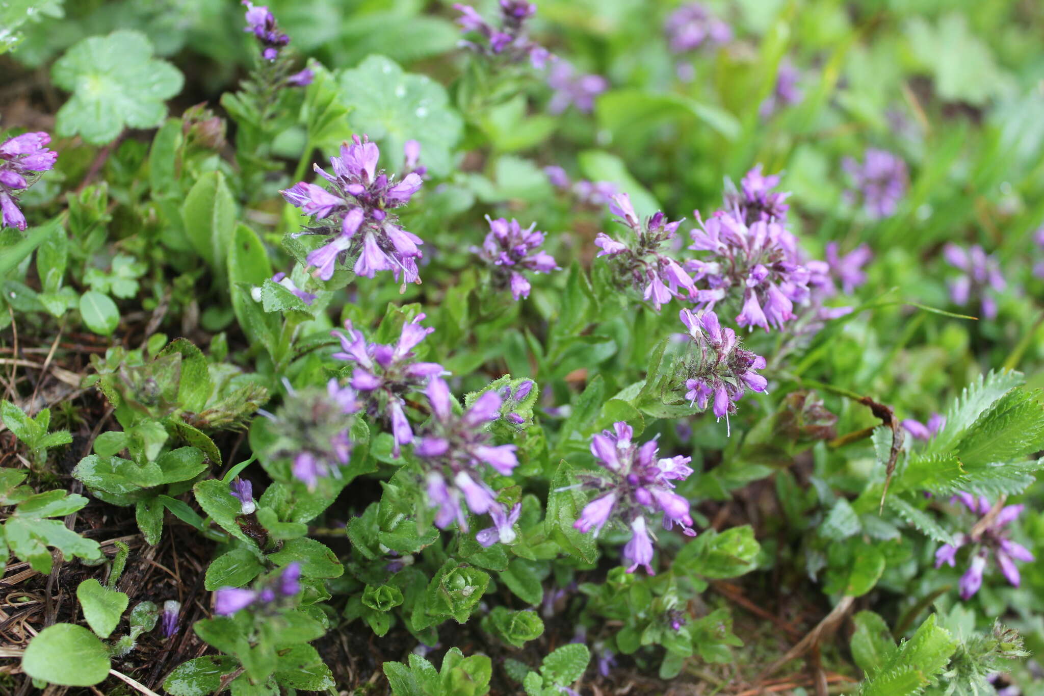 Image of Veronica densiflora Ledeb.