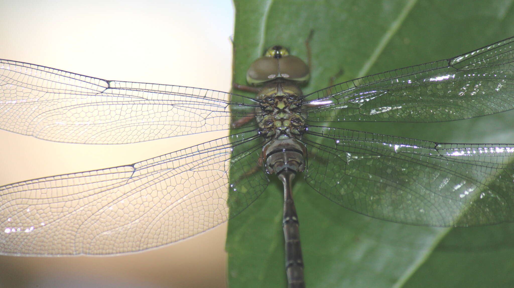 Image of Eastern Duskhawker