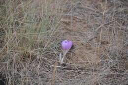 Image of Colchicum laetum Steven