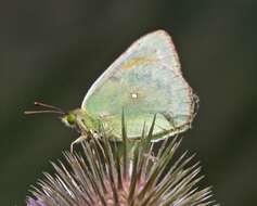 Image of <i>Colias <i>lesbia</i></i> lesbia