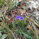 Image of Gentiana karelinii Griseb.