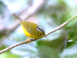 Image of White-spectacled Warbler