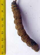 Image of Ophiocordyceps robertsii (Hook.) G. H. Sung, J. M. Sung, Hywel-Jones & Spatafora 2007
