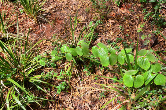 Image of Dioscorea dregeana (Kunth) T. Durand & Schinz