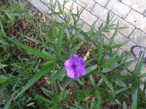 Image of Linear-Leaf Wild Petunia