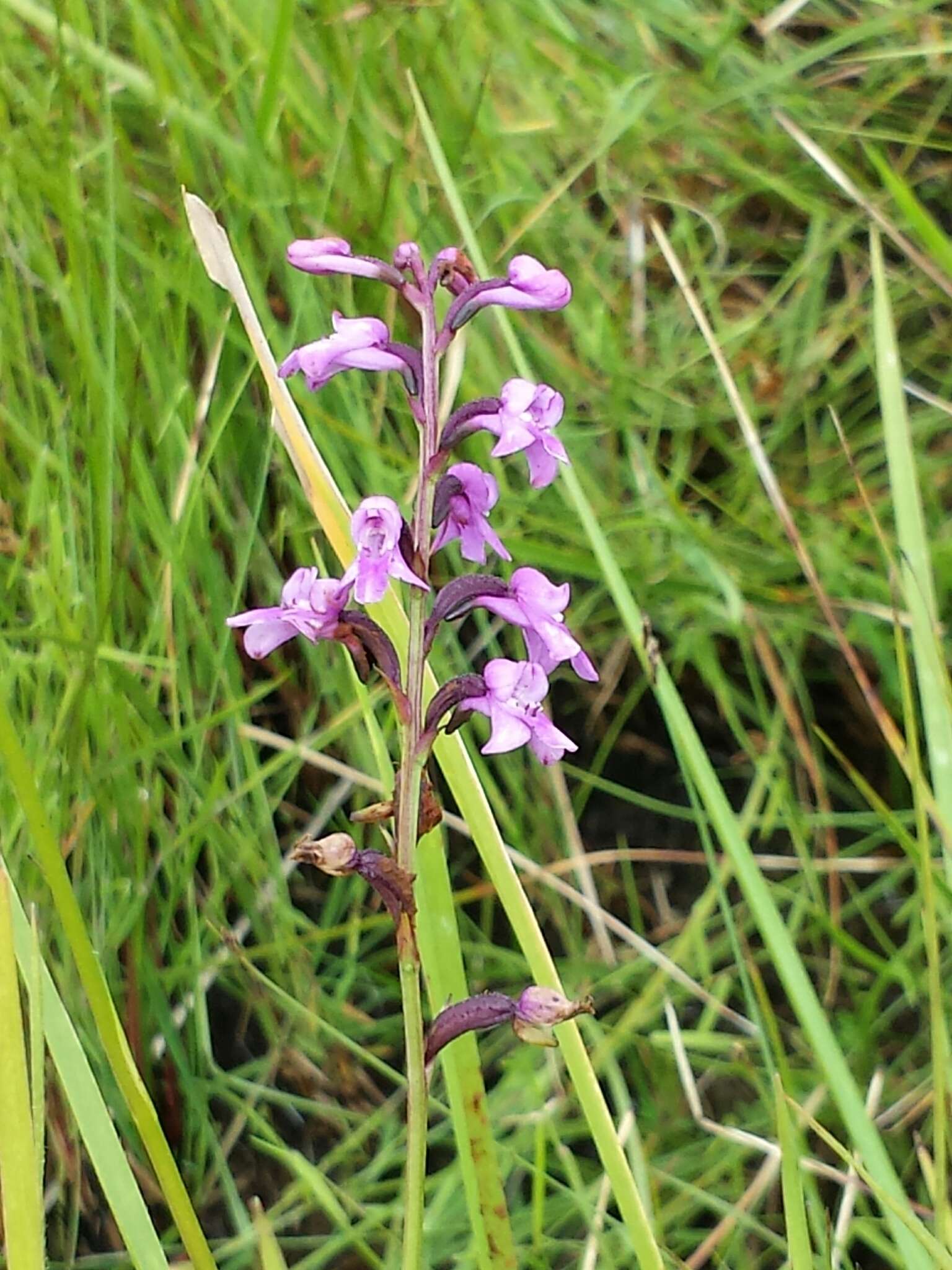 Cynorkis graminea (Thouars) Schltr.的圖片