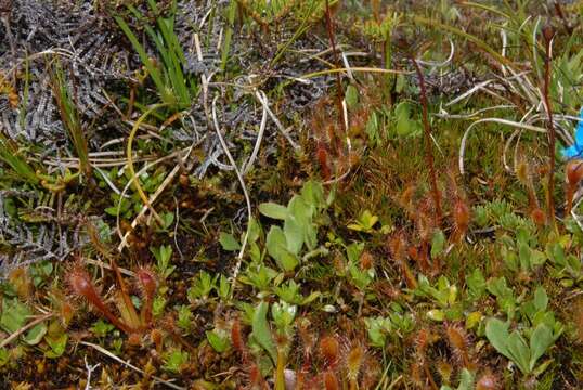 Image of New Zealand sundew