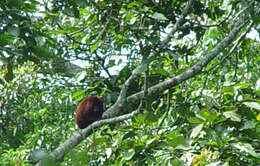 Image of ursine howler monkey