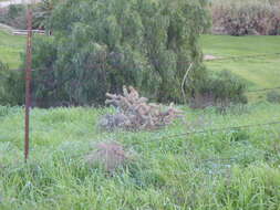 Image of coastal cholla