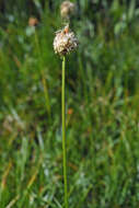 Plancia ëd Calliscirpus brachythrix C. N. Gilmour, J. R. Starr & Naczi