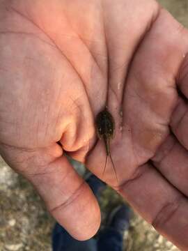 Image of Summer tadpole shrimp