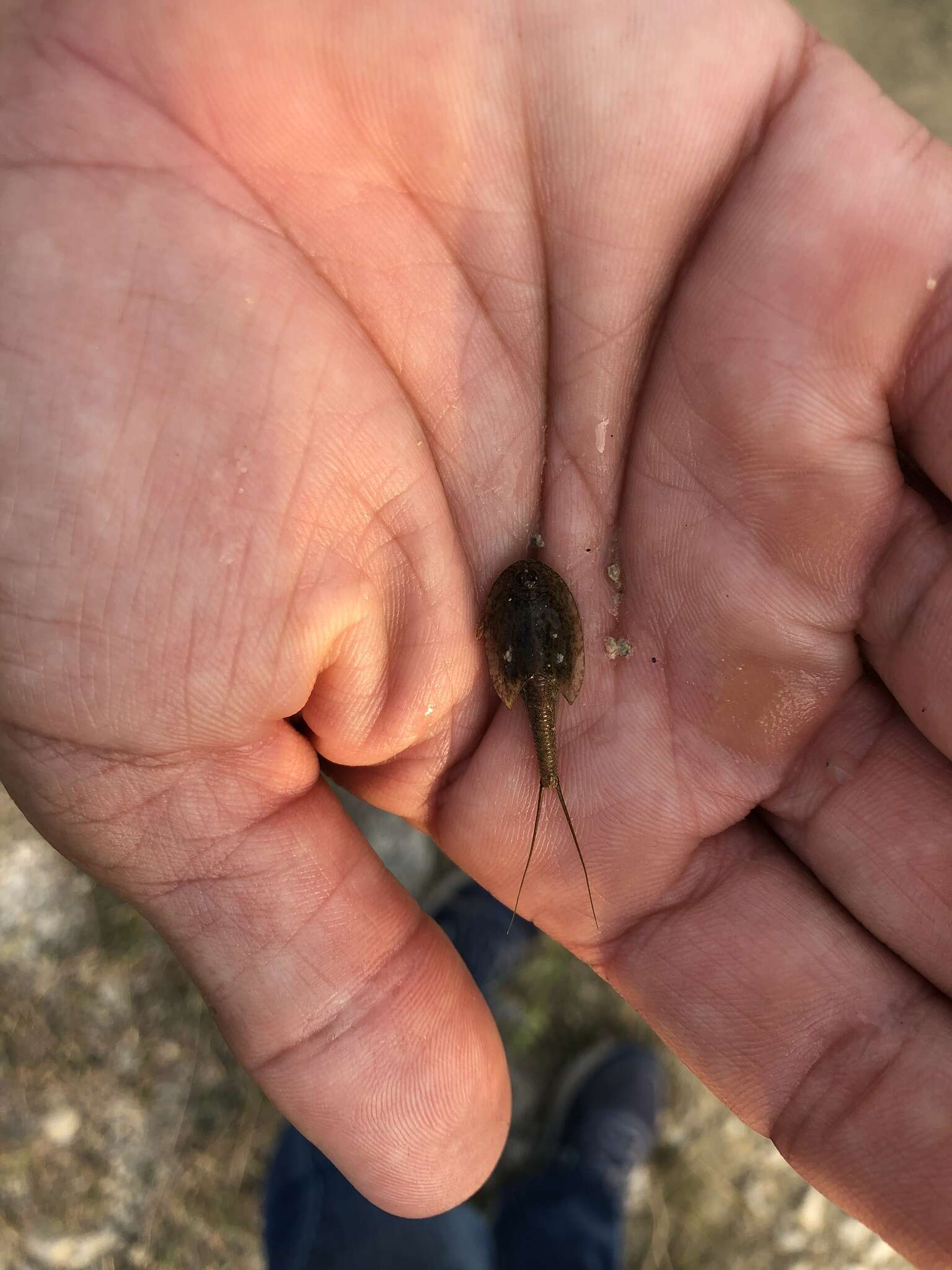 Imagem de Triops longicaudatus (Le Conte 1846)