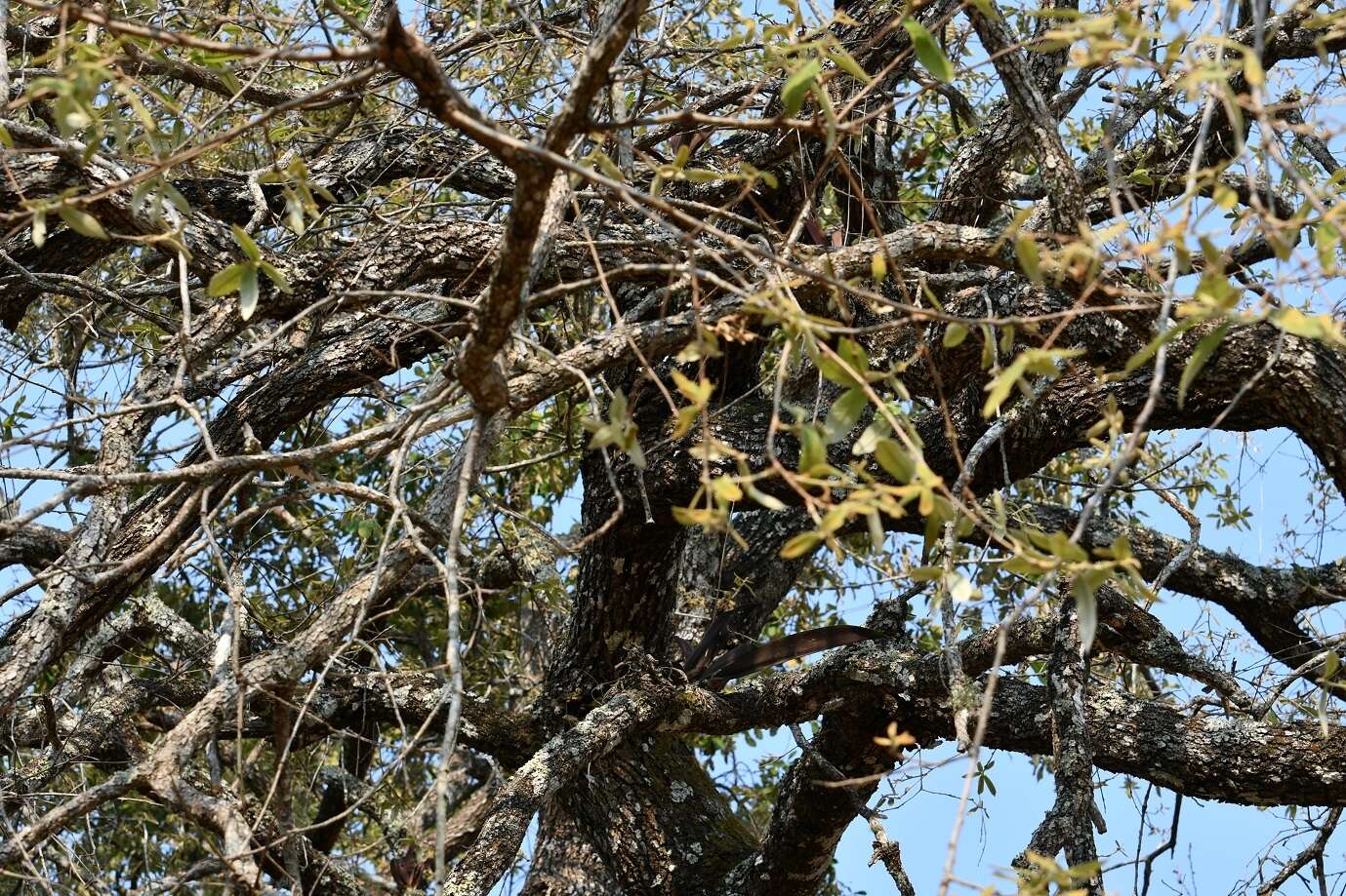 صورة Quercus peduncularis Née