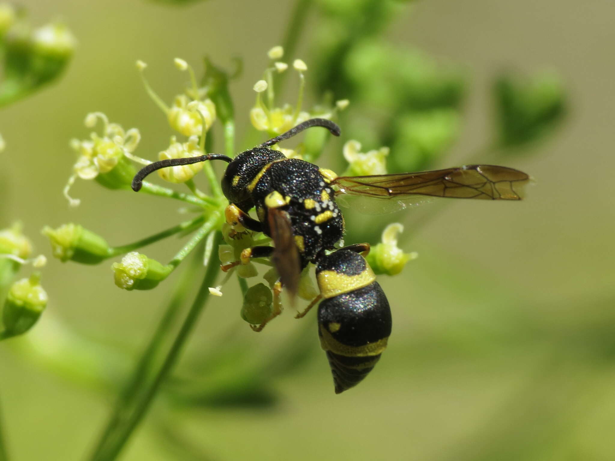 Image of Parodontodynerus ephippium (Klug 1817)