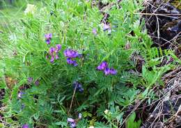 Imagem de Vicia uralensis