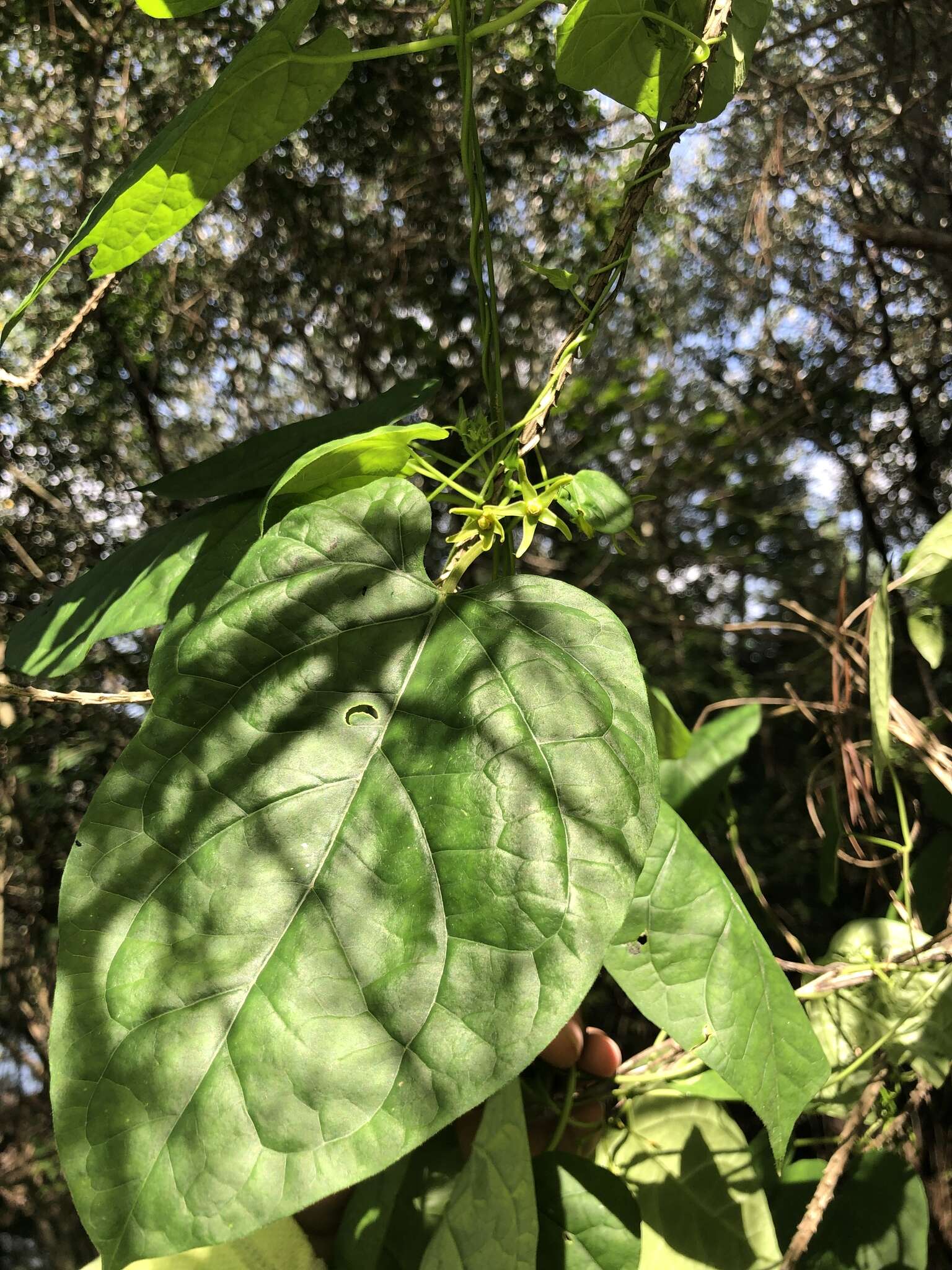 Sivun Gonolobus suberosus var. granulatus (Scheele) Krings & Q. Y. Xiang kuva