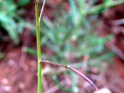 Image de Heliophila crithmifolia Willd.