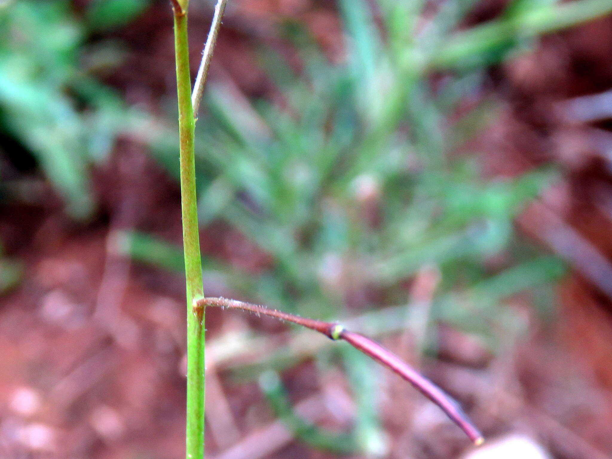 Image de Heliophila crithmifolia Willd.