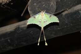 Image of African Luna Moth