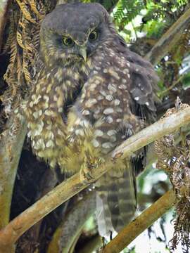 Image of Ninox novaeseelandiae novaeseelandiae (Gmelin & JF 1788)