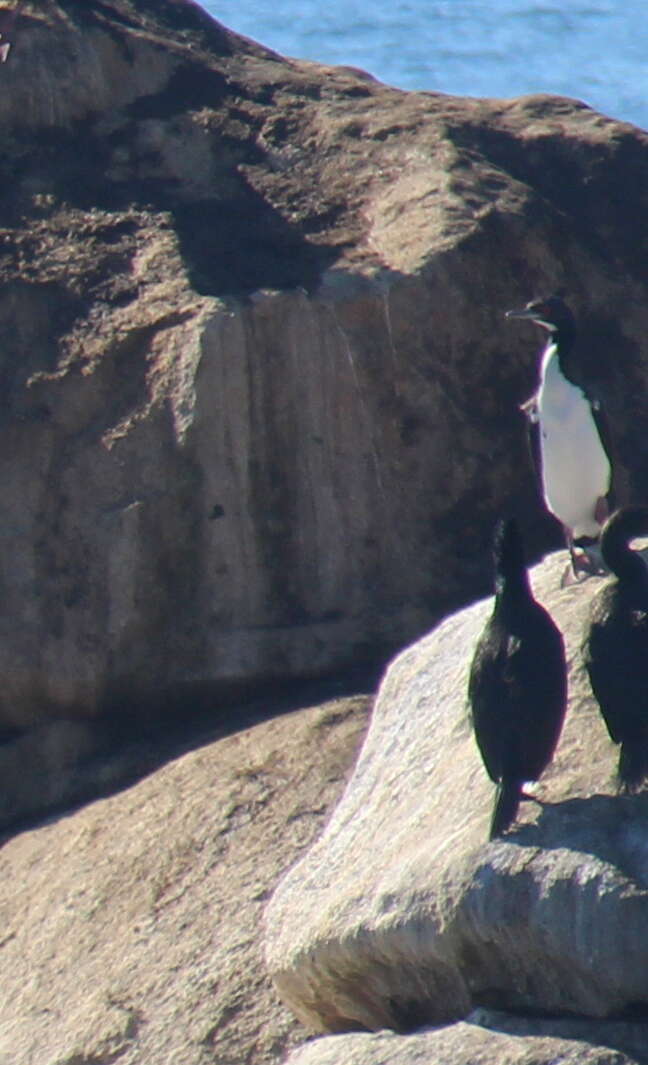 Image of Guanay Cormorant