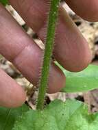 Image of American alumroot