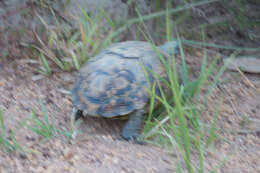 Image of Bell’s hinged tortoise