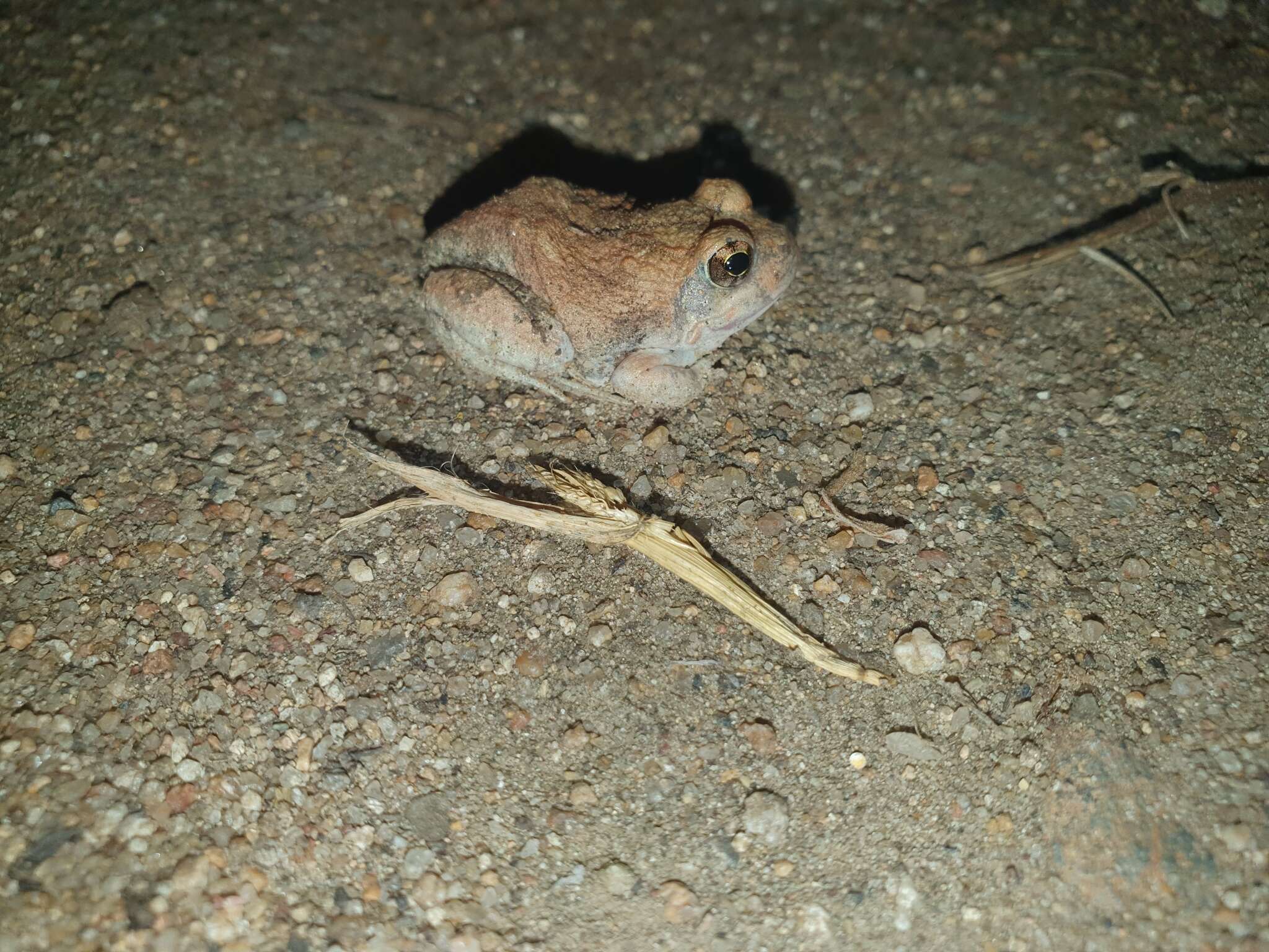 Image of Marbled Sand Frog