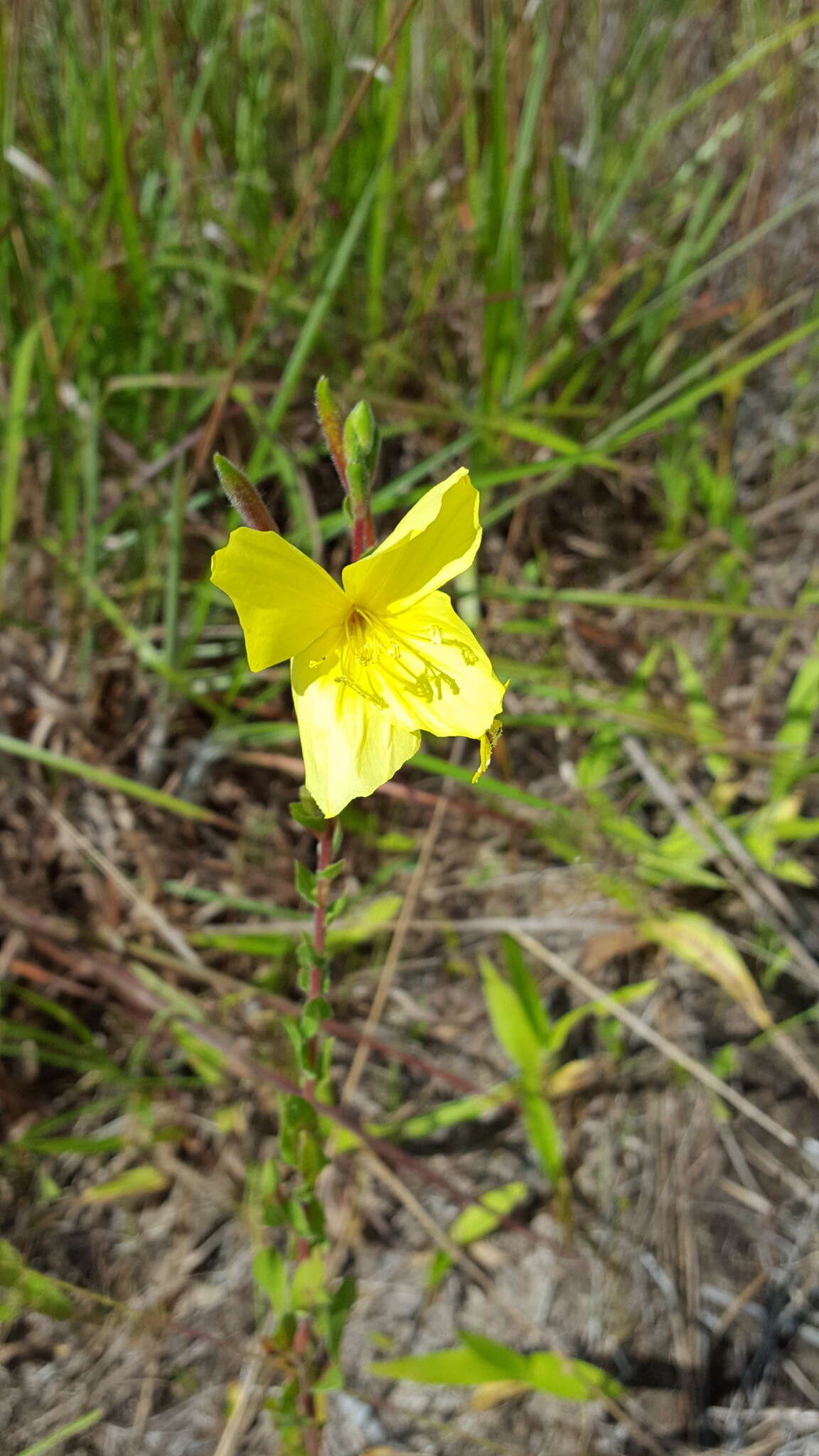 Oenothera heterophylla Spach的圖片