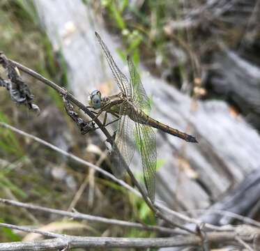 Imagem de <i>Orthetrum coerulescens anceps</i> (Schneider 1845)