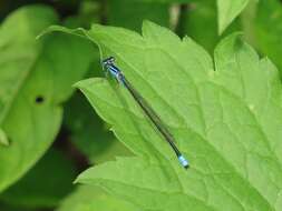 Image of Turquoise Bluet