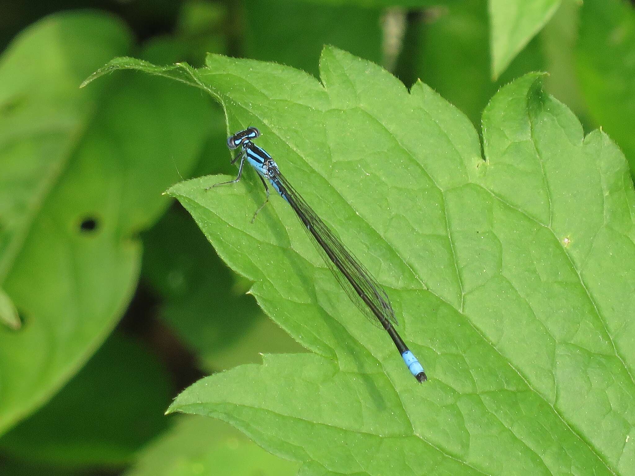 Image of Turquoise Bluet