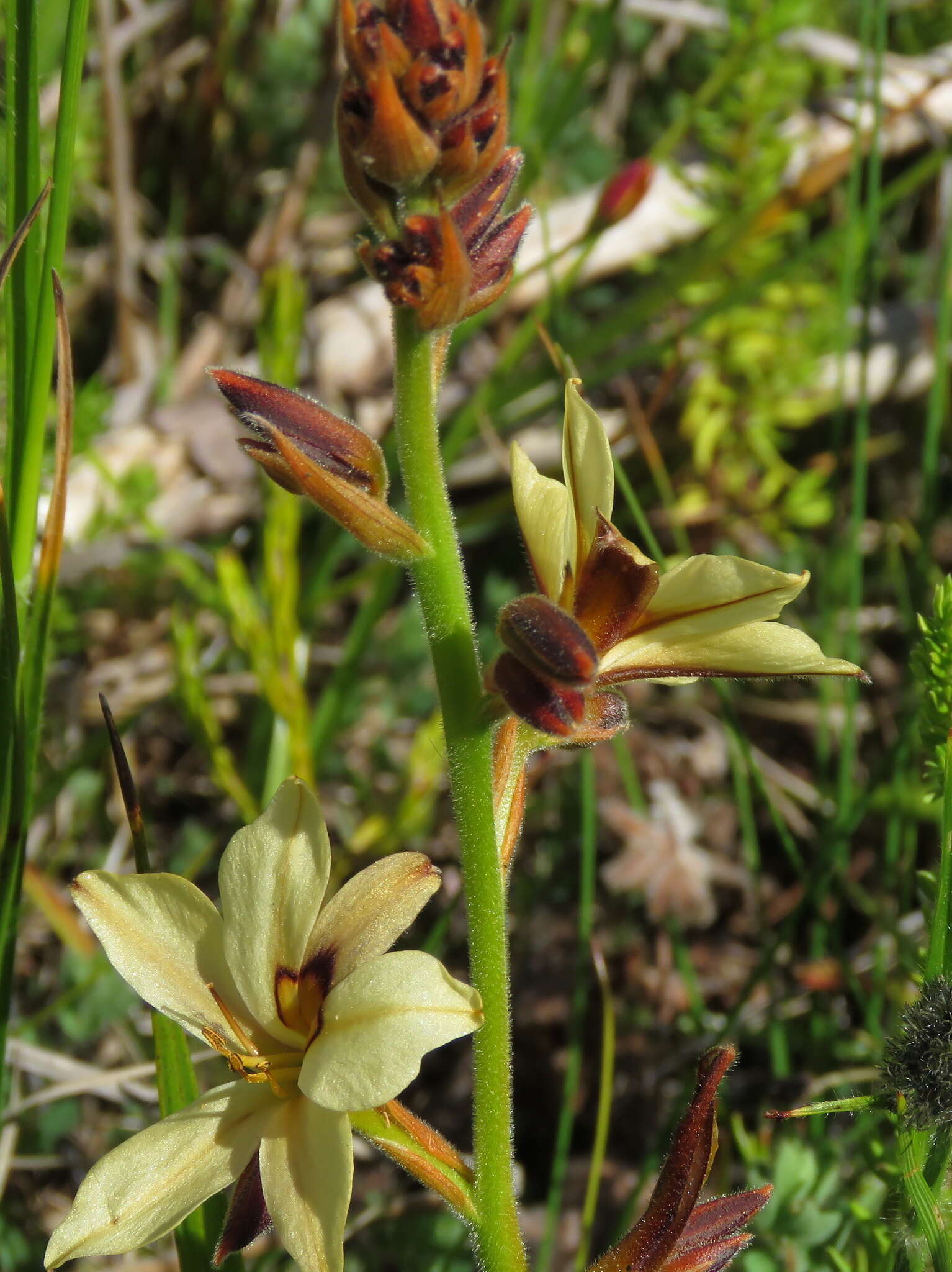 Image of Wachendorfia brachyandra W. F. Barker