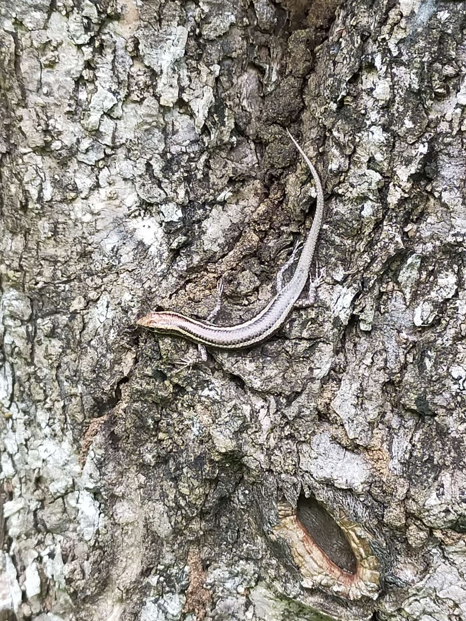 Image of Cream-striped Shinning-skink